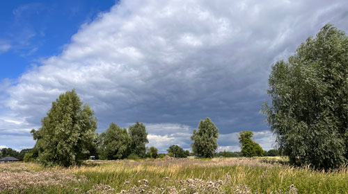 Eine wilde Wiese mit vereinzelten Bäumen. Im Hintergrund der Himml mit einer riesigen Wolke.