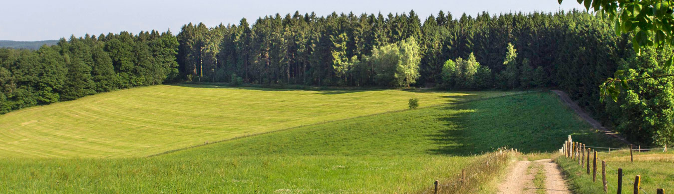 Ein großes grünes Feld erstreckt sich auf der linken Bildhälfte. Das Feld liegt in der Sonne und wird umsäumt von einem grünen sommerlichen Wald. Ein Feldweg erstreckt sich vom rechten Vordergrund bis zum Hintergrund, wo er in dem Wald endet. Der Feldweg hat links und rechts einen Zaun. Am Horizont kann man den blauen Himmel erkennen.